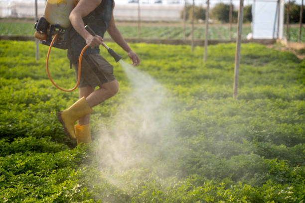 Best Pest Removal Services  in Hempstead, TX