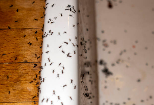 Pest Prevention Services in Hempstead, TX