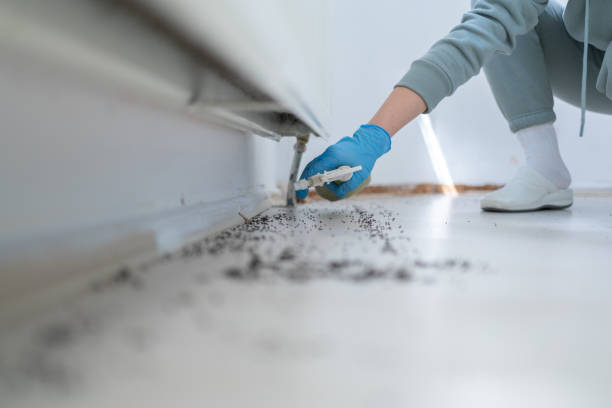 Best Residential Pest Control  in Hempstead, TX